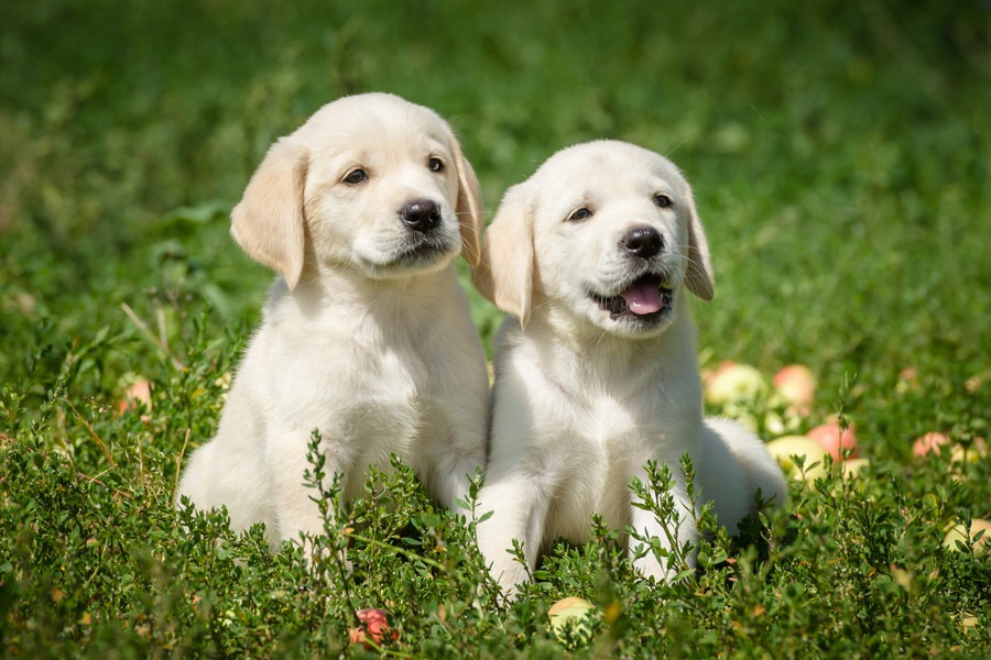 月齢別で見る子犬の心とカラダの発達