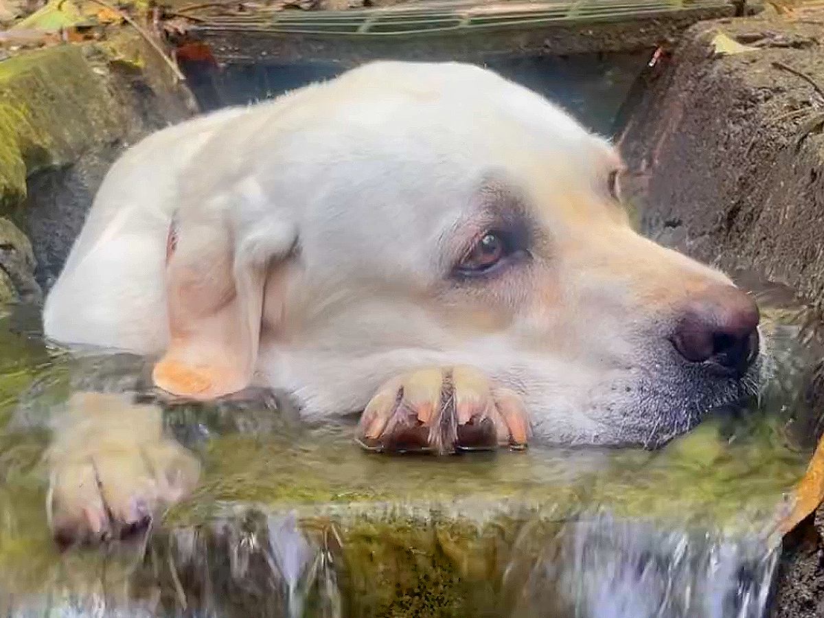 水浴びが好きすぎる大型犬…まさかの場所で『温泉気分』を満喫する光景が624万いいね「気持ちよさそう」「可愛すぎる」と海外からも絶賛