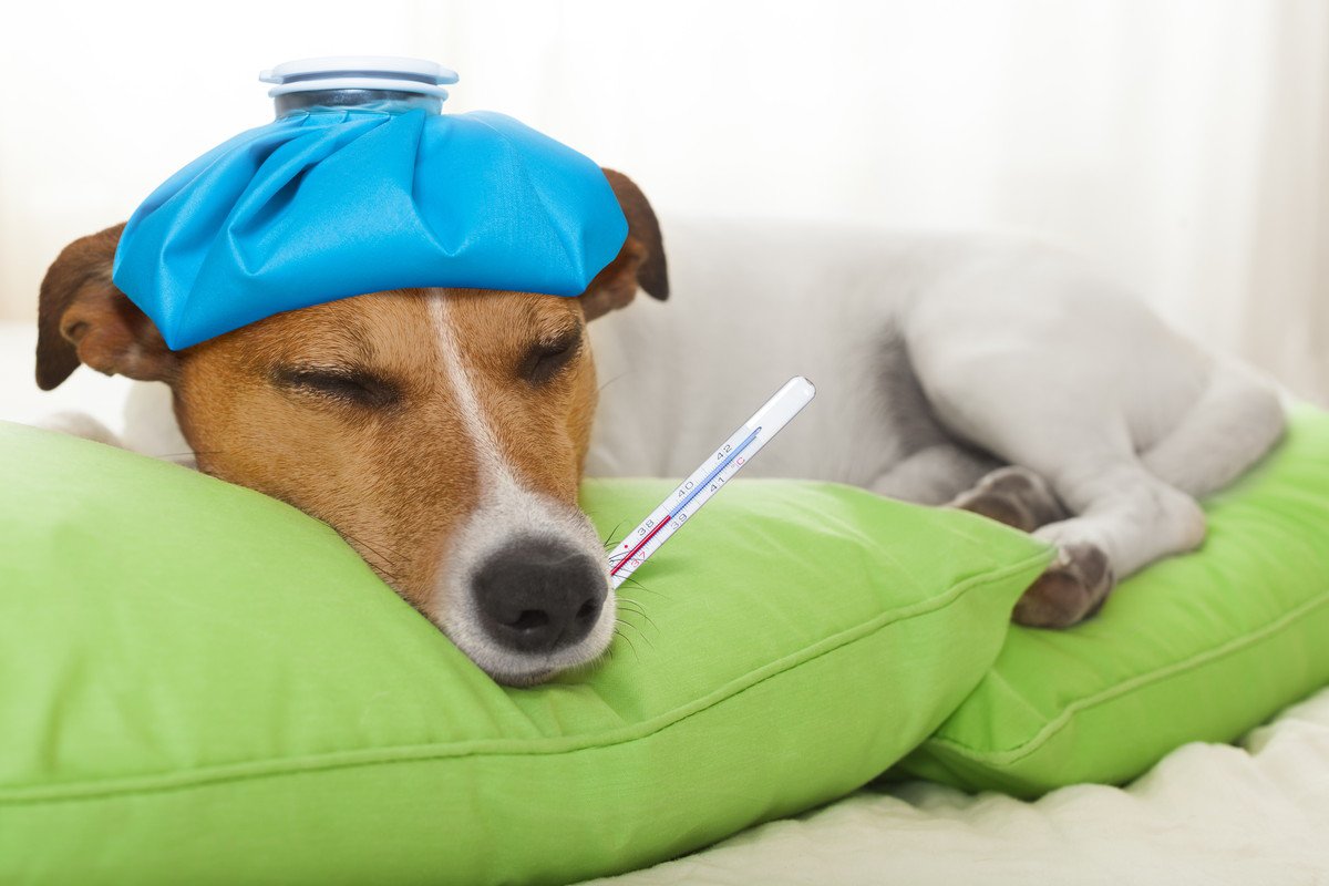 犬が高熱を出している『4つのサイン』　考えられる病気や飼い主にできる対処法・予防法とは