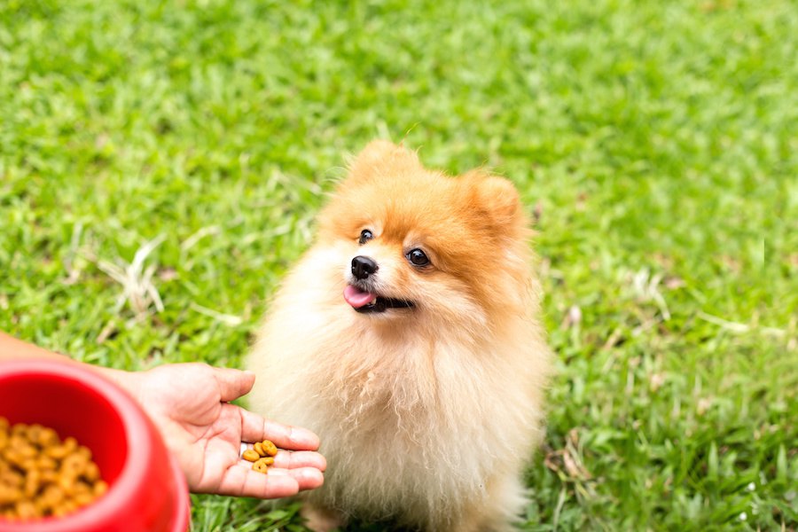 犬がご飯を食べない！「病気」と「わがまま」の違いとは