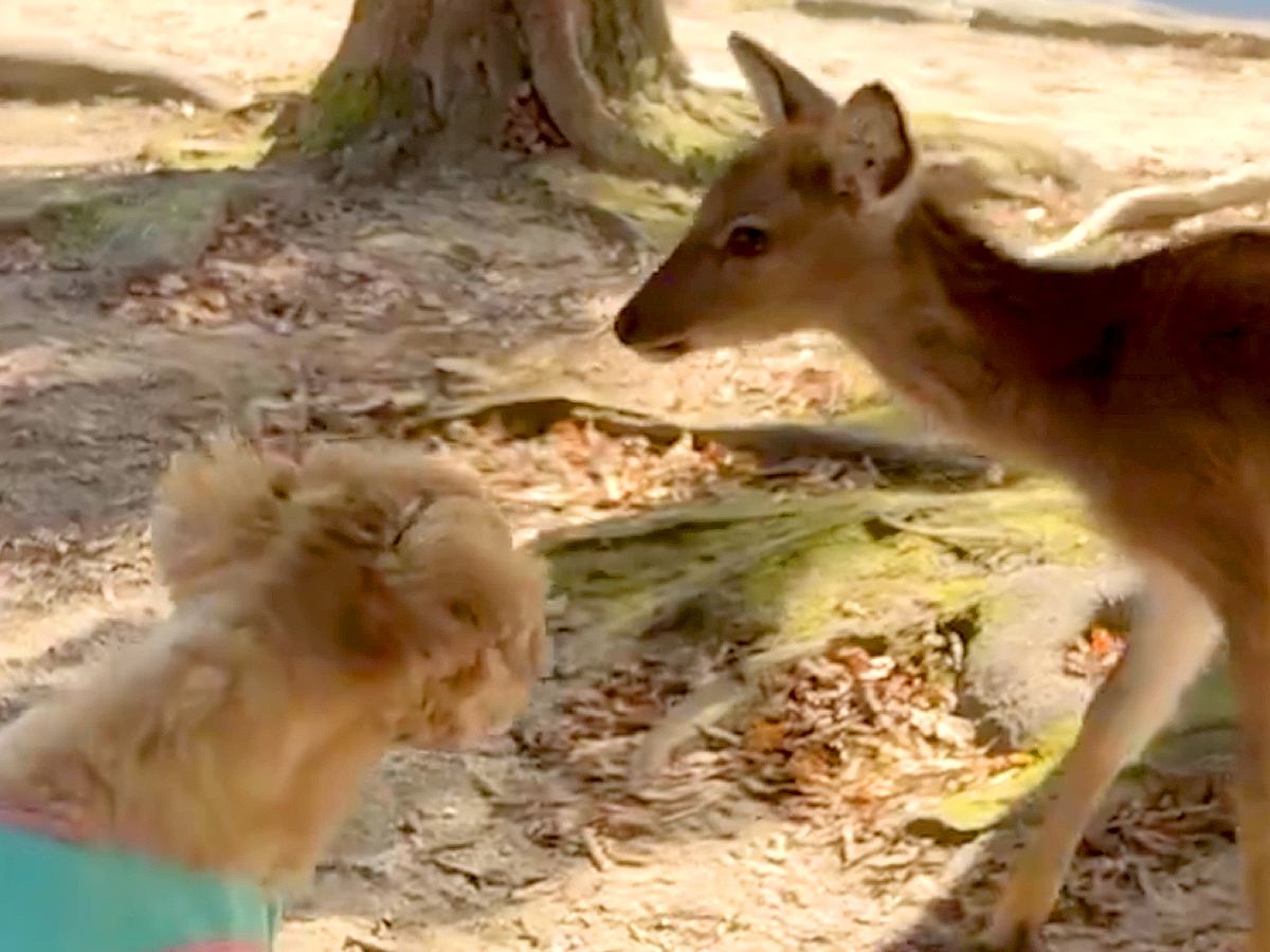観光地で『子鹿』に出会った犬→近づいてきてくれたのが嬉しくて…『可愛すぎる反応』が29万表示「嬉しそう」「怖がらないのスゴイ」と絶賛
