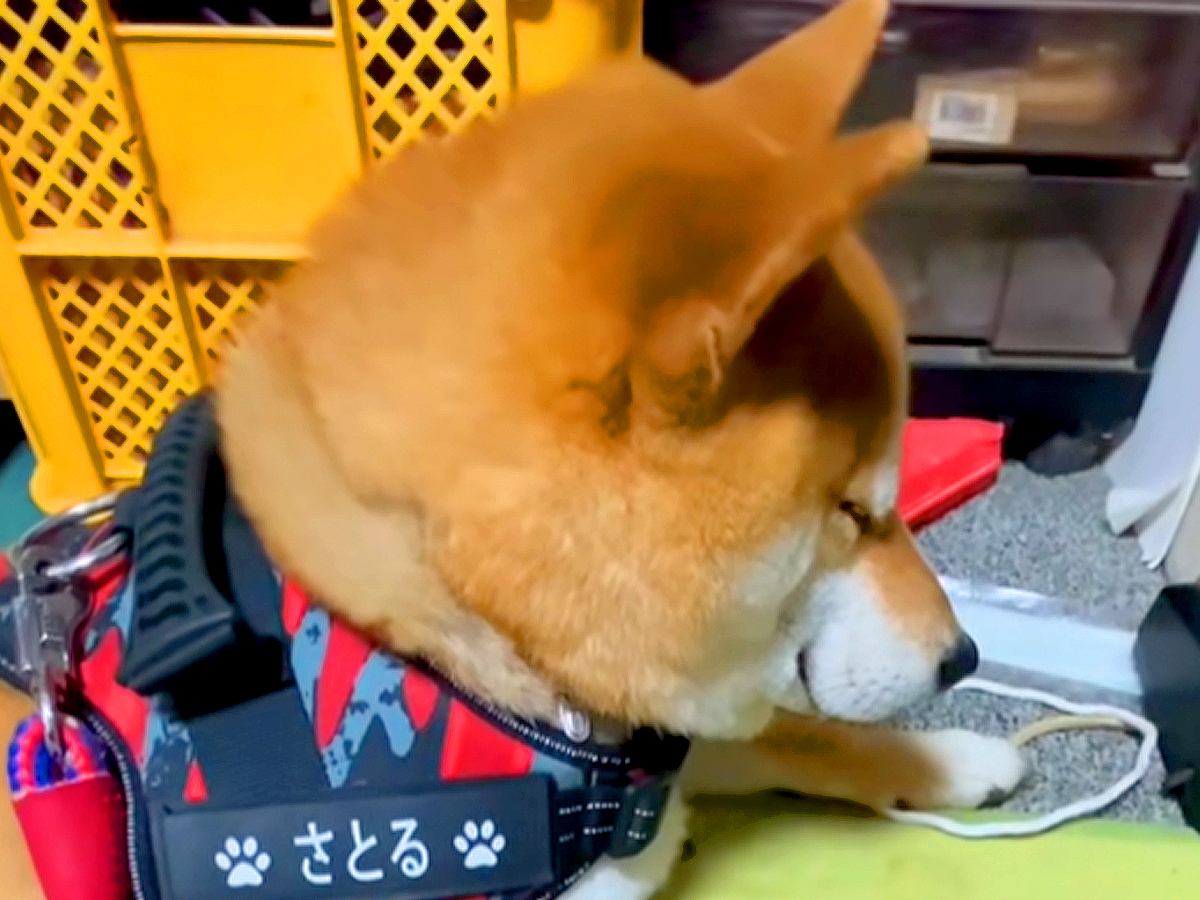 散歩の準備をしていたら、犬がまさかの…尊くてたまらない『人間の子供のような様子』が9万再生「起こすか悩んじゃうｗ」「抱きしめたい」と絶賛