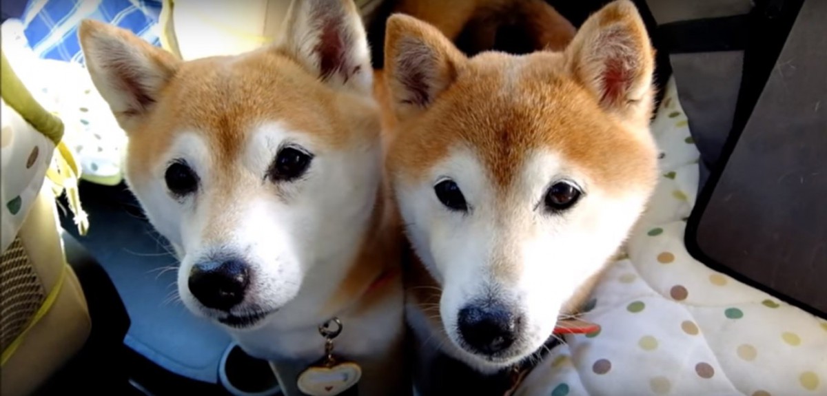 仲良し柴犬親子の超キュートな顔ピタドライブ♡