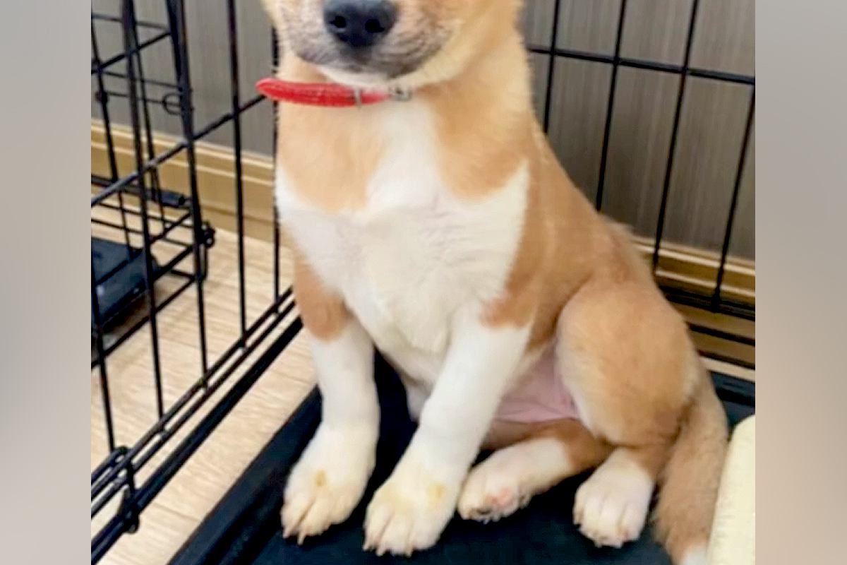 山で保護された『怯えた顔をした子犬』→飼うことを決心した結果…素敵すぎる『現在の表情』に感動「優しいお顔…」「幸せになってよかった」