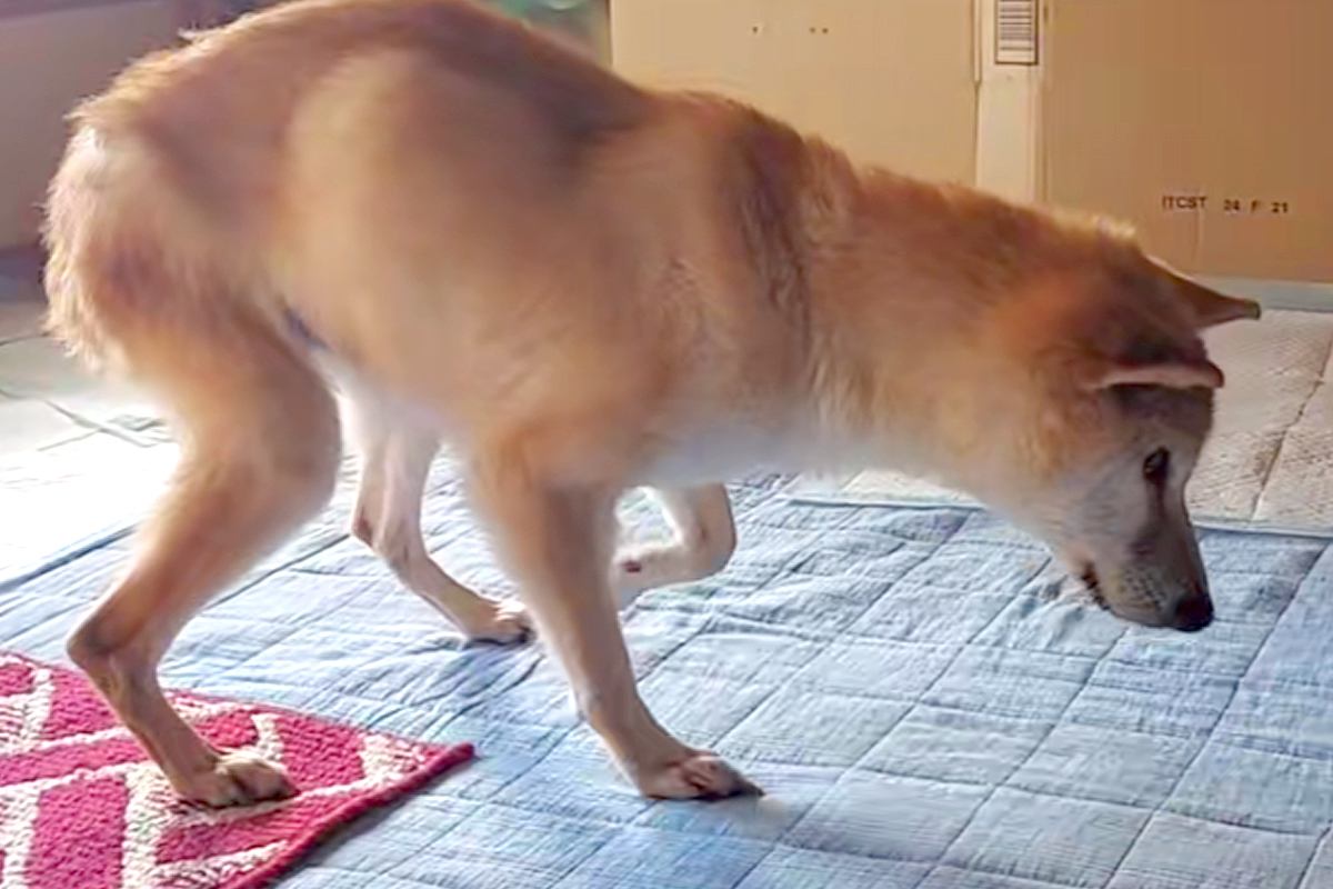 お寺で放置されていた犬→お世話が難しくなり保護した結果、『余命1ヶ月』を宣告され…『壮絶な物語』に反響「涙止まらん」「少しでも穏やかに」