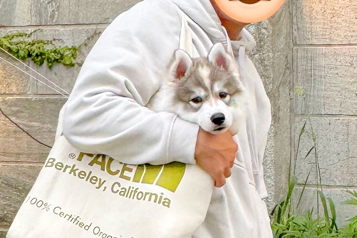 生後2ヶ月の子犬と写真撮影→1年後、同じ場所で同じように撮ってみたら…あまりにデカい『衝撃の一枚』に9万いいね「恐るべしｗ」「バグで草」