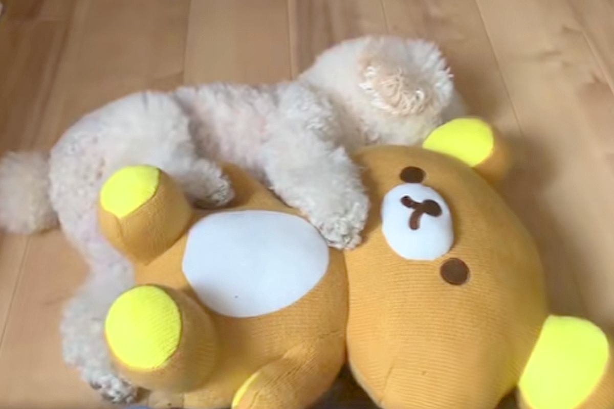 ぬいぐるみがないと寝れなかった犬→赤ちゃんが家にきたら…『まさかの光景』が尊すぎると45万再生「絵に描いたような幸せ」「可愛くて涙出た」