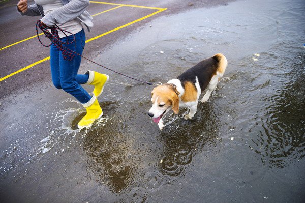 雨の日は犬を散歩に連れていくべき？行かない時の過ごし方や注意点