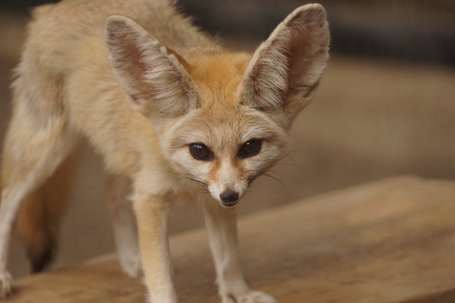 イヌ科の動物まとめ