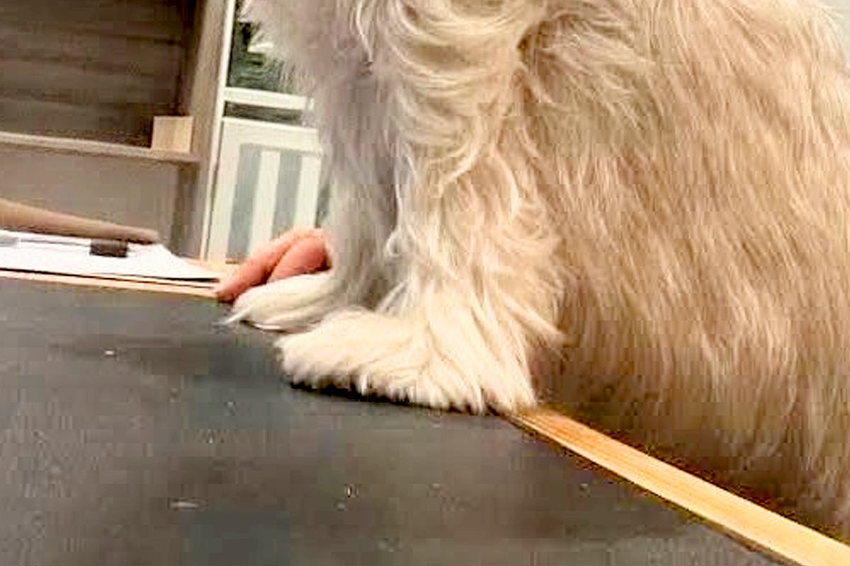 犬を預けたペットホテルから送れらてきた写真→『寂しがってないかな』と見てみたら…まさかの光景に5万いいね「たくましくて草」「えぐいｗ」