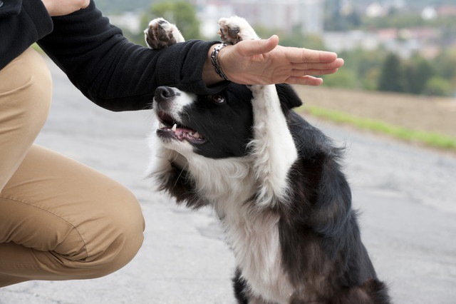 犬の好奇心を育てる