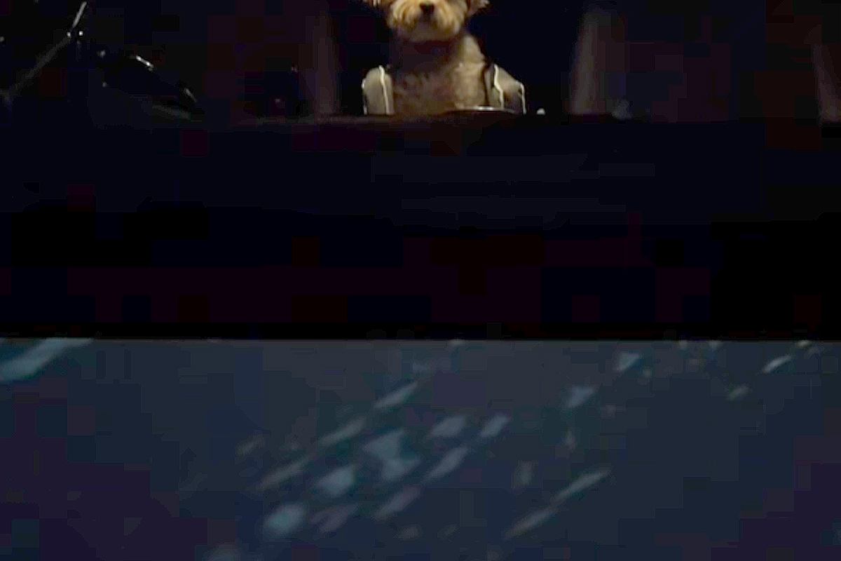 なかなか車から降りてこない犬→外で見ていたら…ディズニー感が強すぎる『衝撃の消え方』が200万再生「涙出たｗ」「シリキウトゥンドゥで草」