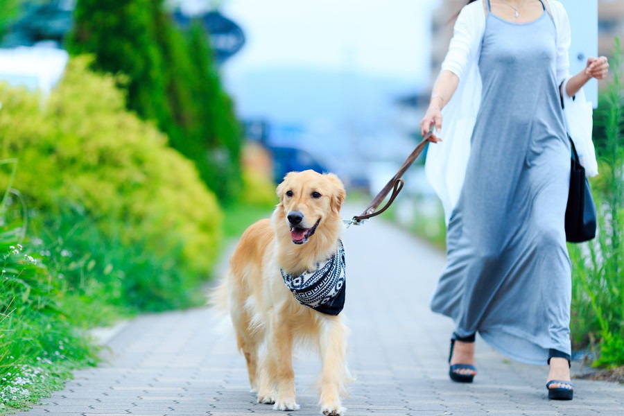 愛犬を人の家に連れて行くときに準備する物と注意点