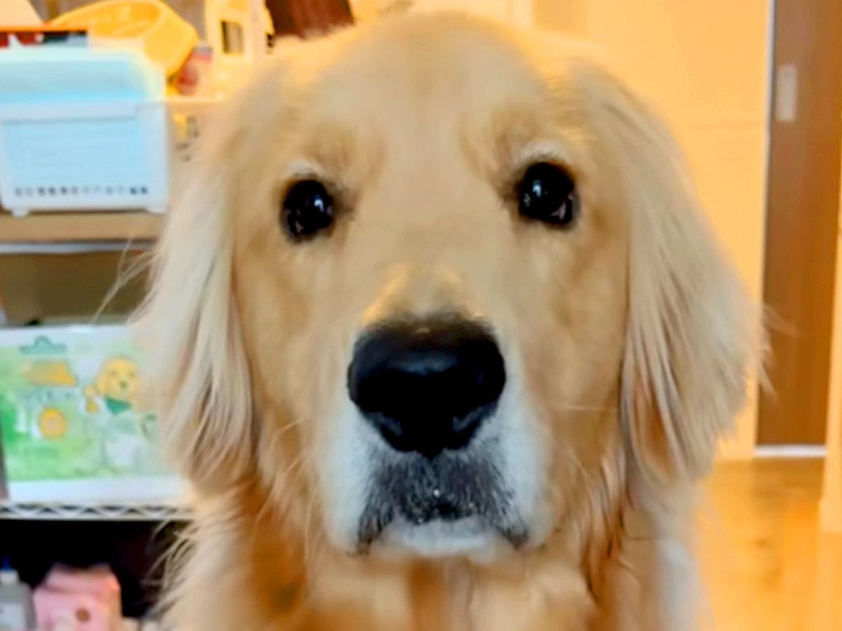 口周りが濡れている大型犬→『ちょんちょんして』とお願いしたら…衝撃の『会話が成り立っている光景』が285万再生「首かしげるの最高」と反響