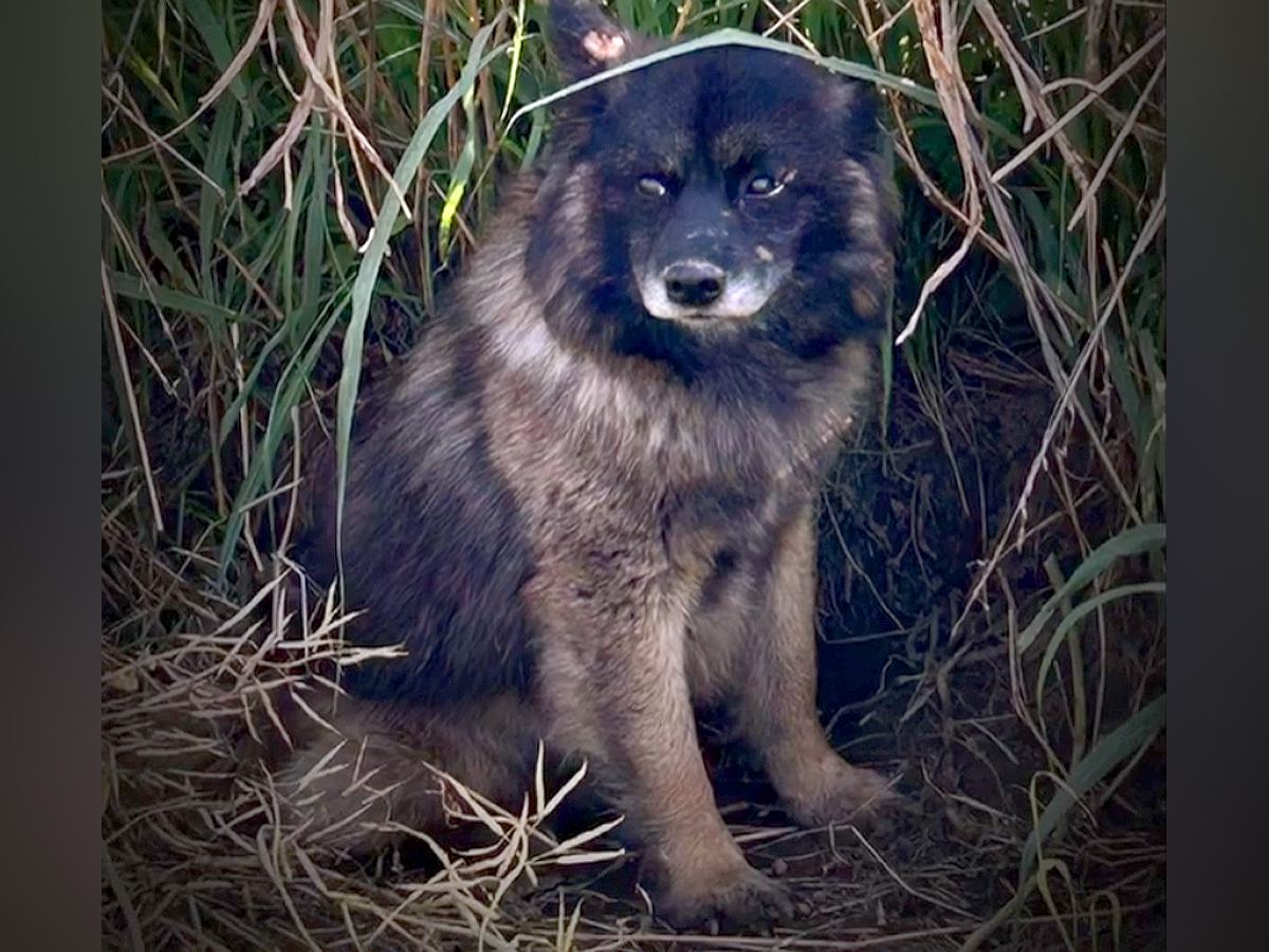 道端に捨てられ『その場で主人を待ち続ける犬』が…何ヶ月も通い続けた結末に涙が止まらないと30万再生「本当に感謝」「心から幸せを願う」