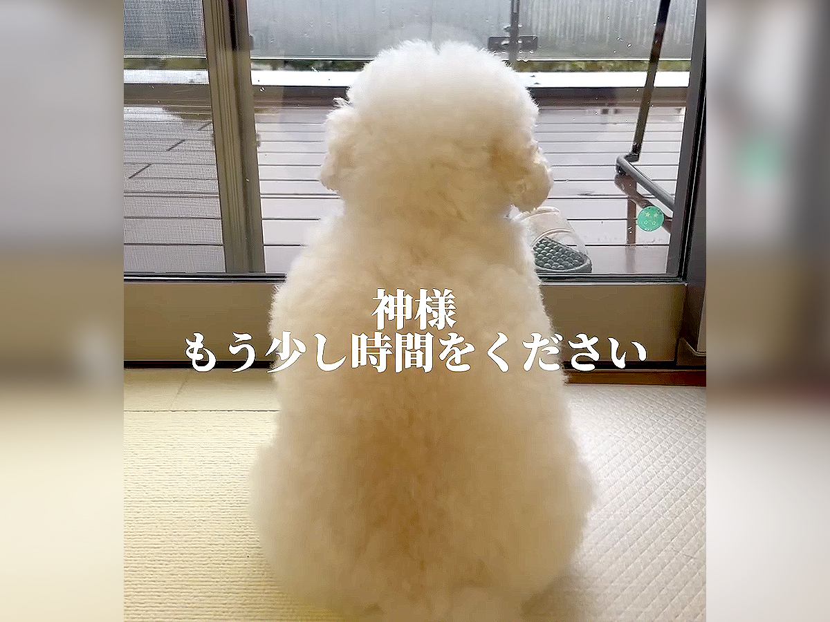 もうすぐ目が見えなくなる犬…後悔しないための『飼い主の決断』が感動的すぎると87万再生「素晴らしい…激しく共感」「最高の選択」と称賛