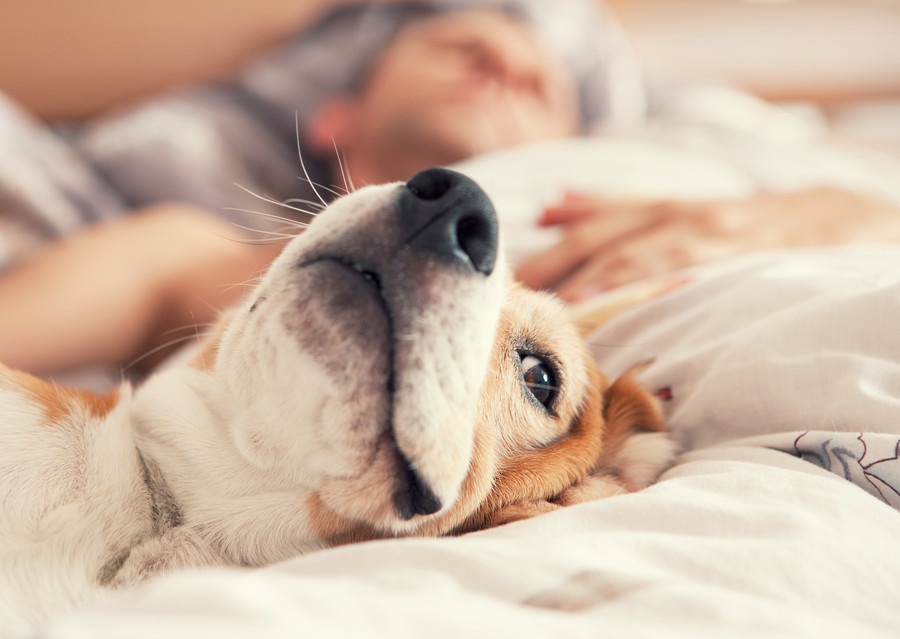 犬と同じ布団で寝るときに気を付けたい5つのこと