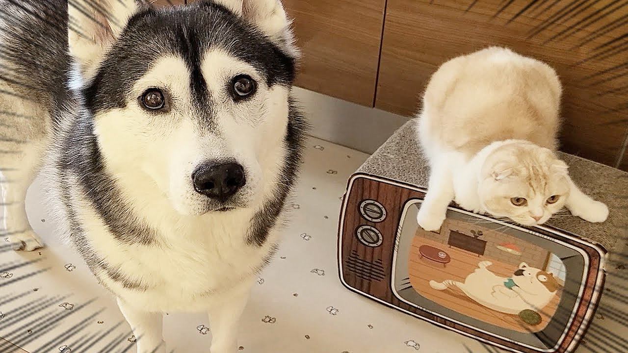 猫を厳しく叱った結果…まさかの『犬を連れて仕返しにやってくる光景』が衝撃的だと48万再生「犬の扱い上手くて草」「可愛い仕返しｗ」と絶賛