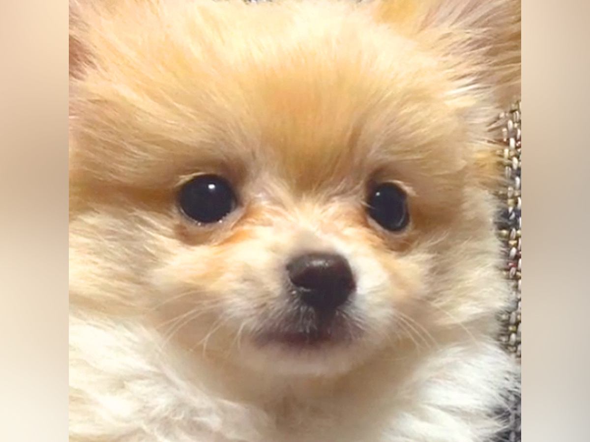 『ポメプーの赤ちゃんを飼った』と思っていたら…予想と違いすぎる『別の犬種になった光景』が44万再生「吹いたｗ」「なぜこうなった」と爆笑
