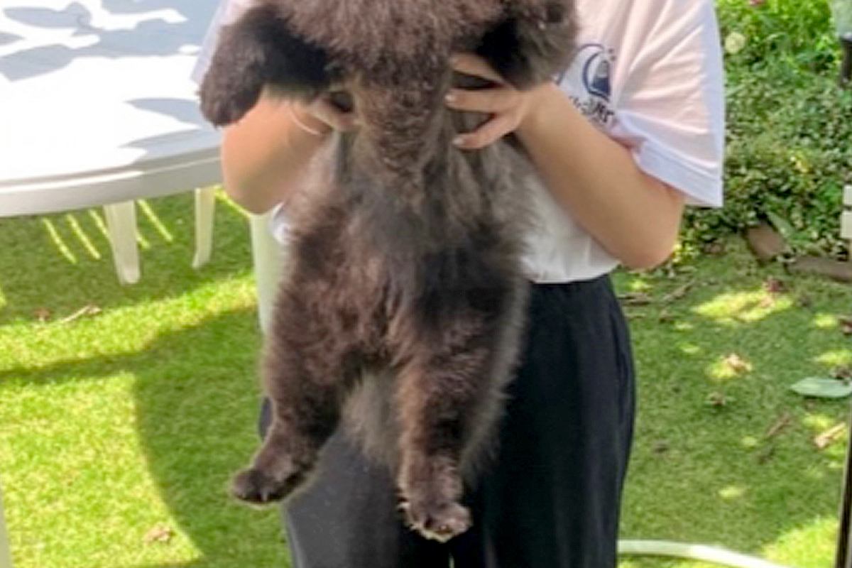 抱っこされている黒い犬→毛がモッフモフ過ぎて…『子熊にしか見えないｗｗ』まさかの光景が180万再生「思った以上で草」「ギリギリ熊ｗｗ」