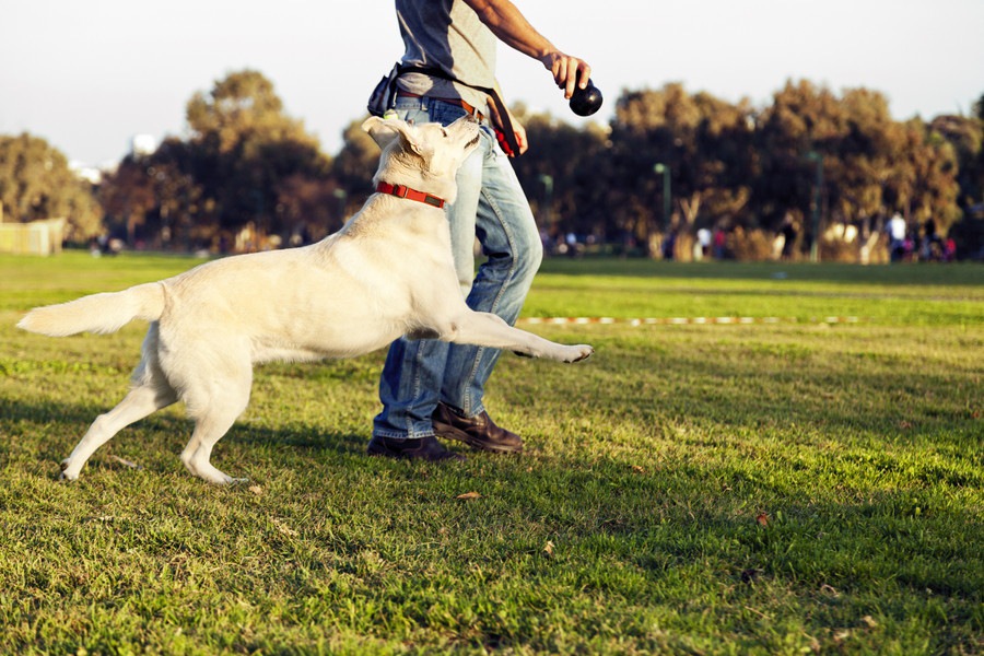 犬が飼い主に体当たりしてくる３つの理由