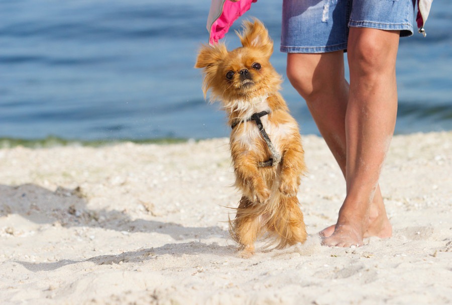 犬が後ろ足で立っている時の心理４つ