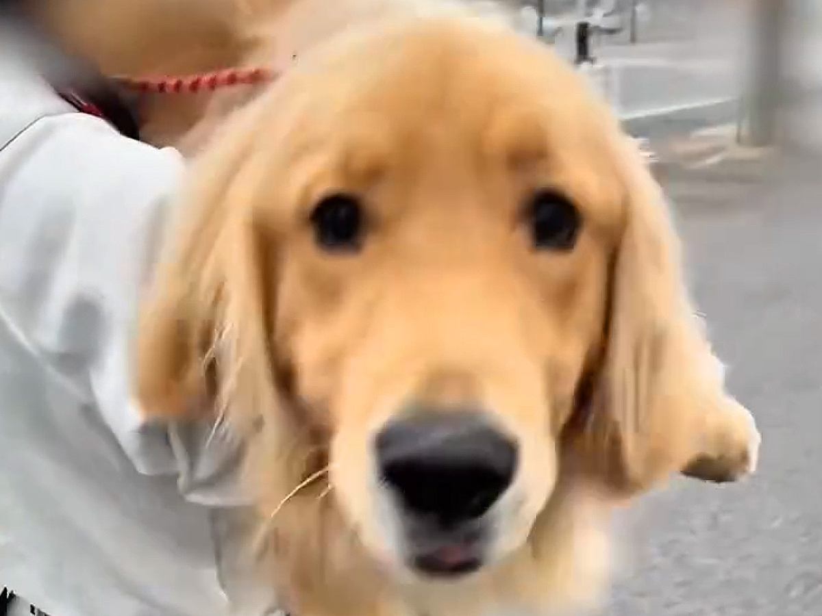 動物病院で診察を受ける大型犬→怖がるかと思いきや…予想とは違った『まさかの反応』が104万再生「無邪気すぎて可愛い」「助かるｗ」と絶賛