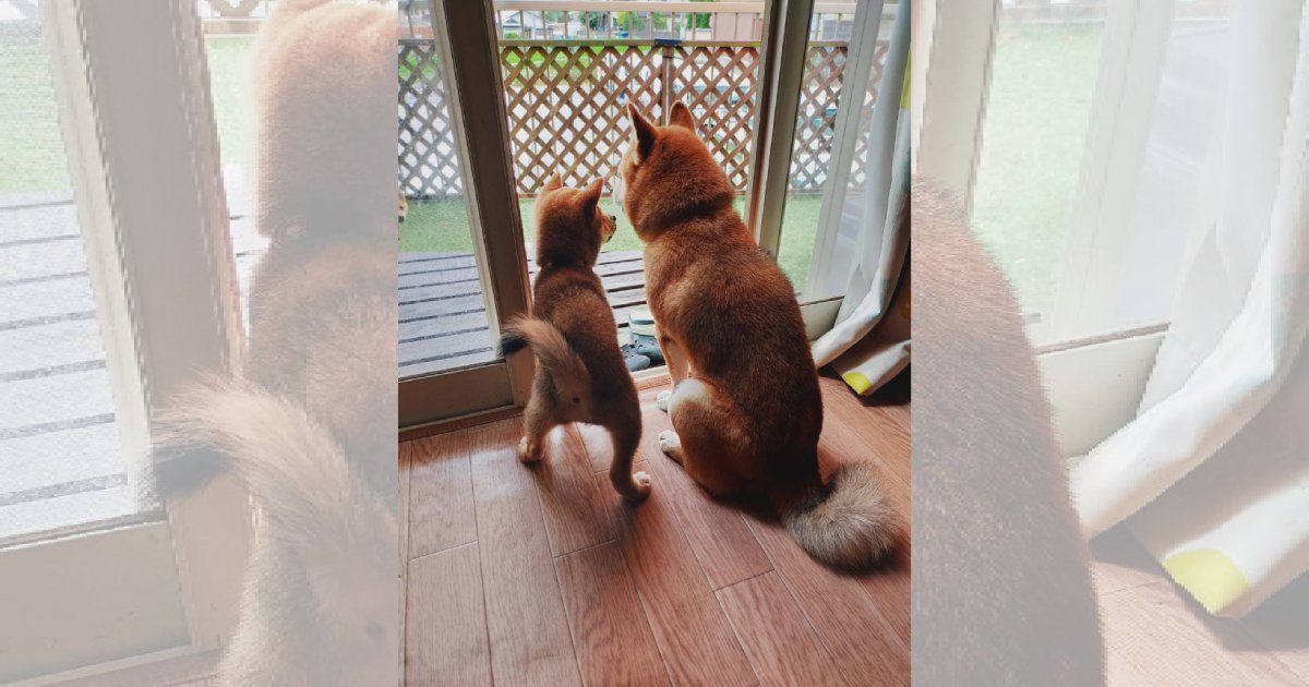 ヒソヒソ話をするおじいちゃん犬と子犬♪豆柴ファミリーの日常が話題