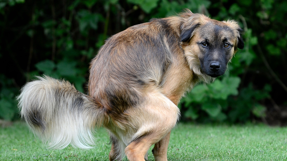 犬のふん、放おって置くと厳罰処分？ マドリードでの試験的な取り組み