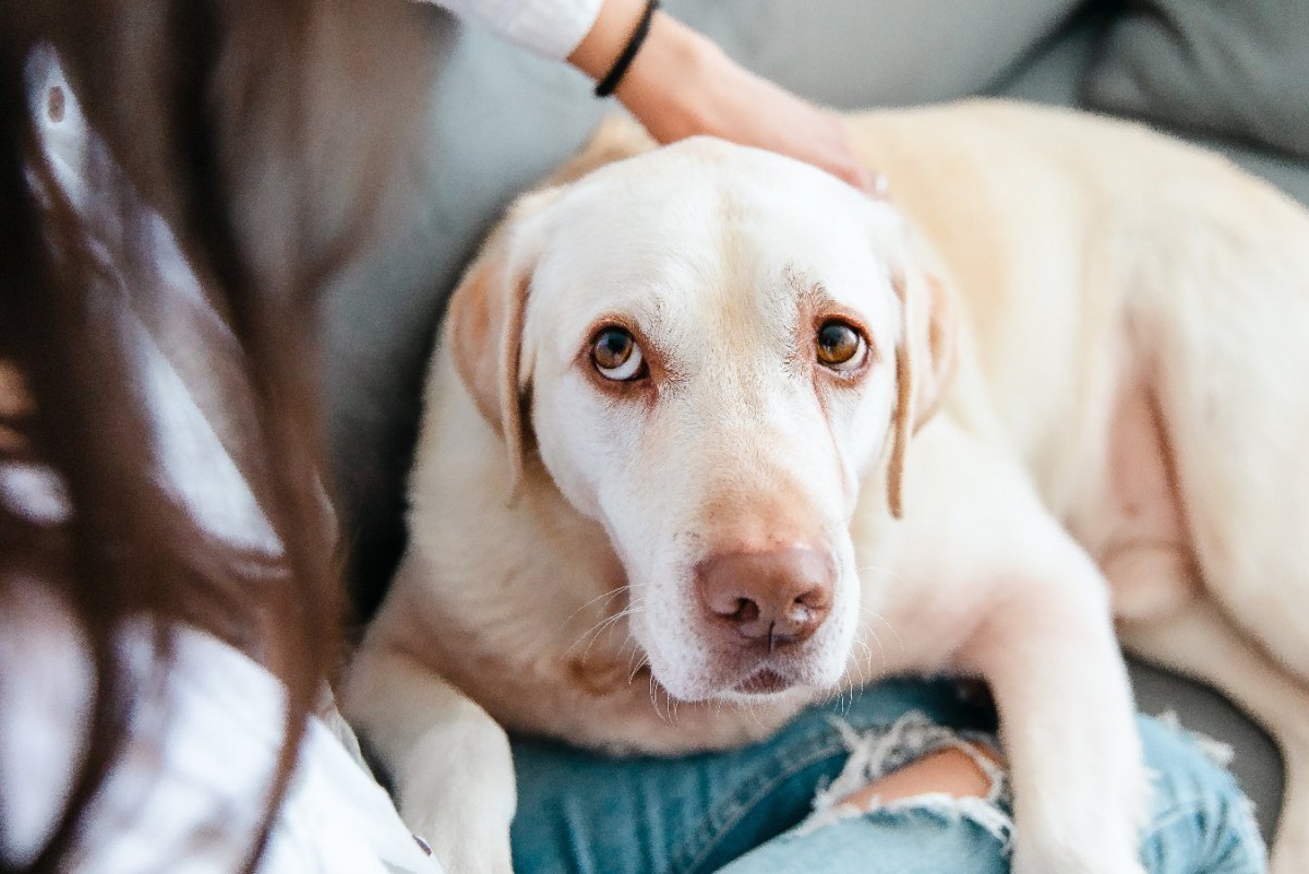 犬の心が病んでしまう『飼い主の特徴』5選　絶対にしてはいけないNG行為とは？