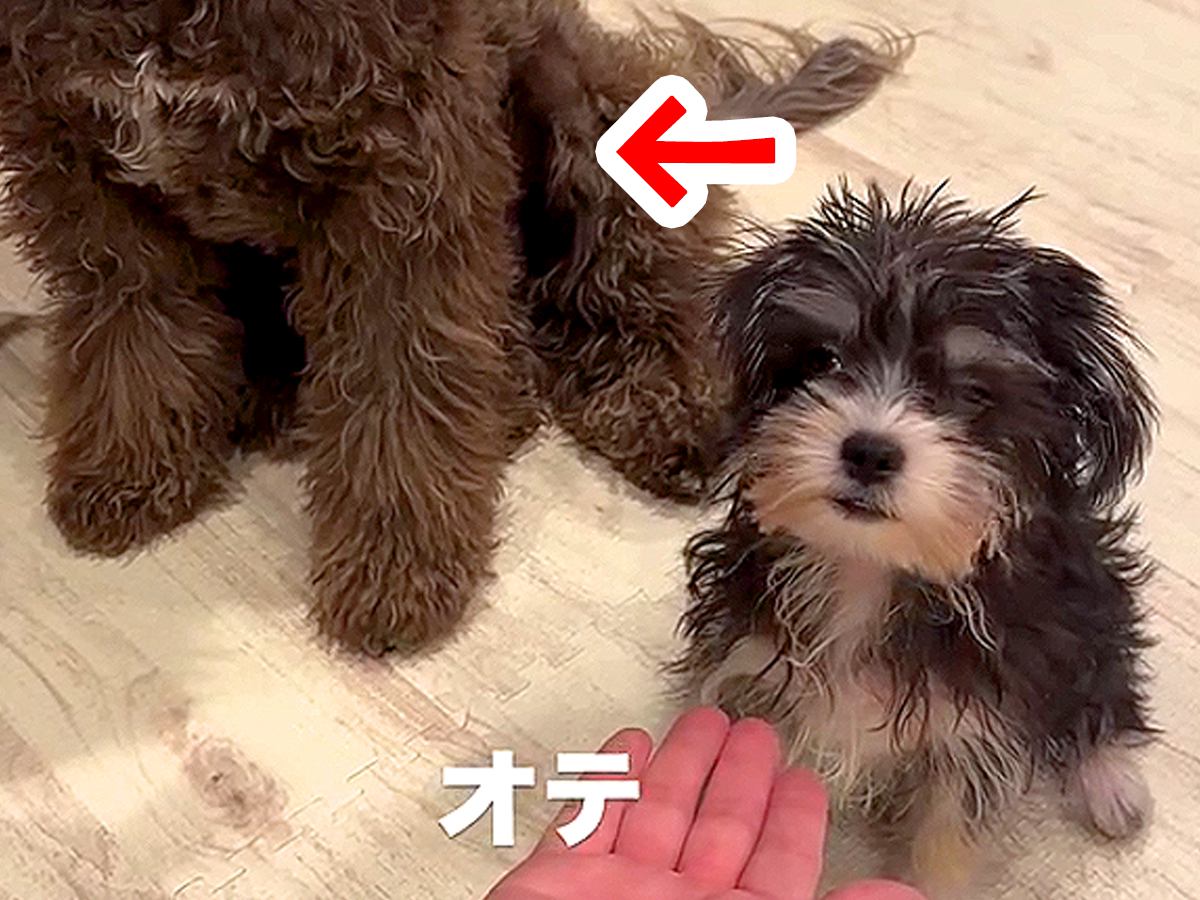 赤ちゃん犬に『お手』を教えていたら、隣にいた先輩犬が…まるで先生のような『まさかの行動』が77万再生「姉妹みたい」「尊すぎ」と大絶賛