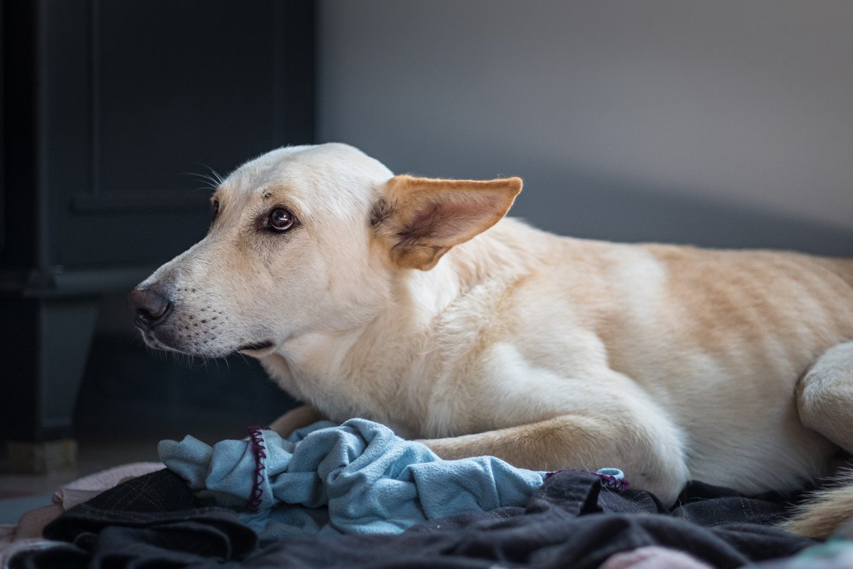 飼い主が不機嫌なとき犬に与える悪影響4つ！犬にもイライラが伝わっちゃうかも…