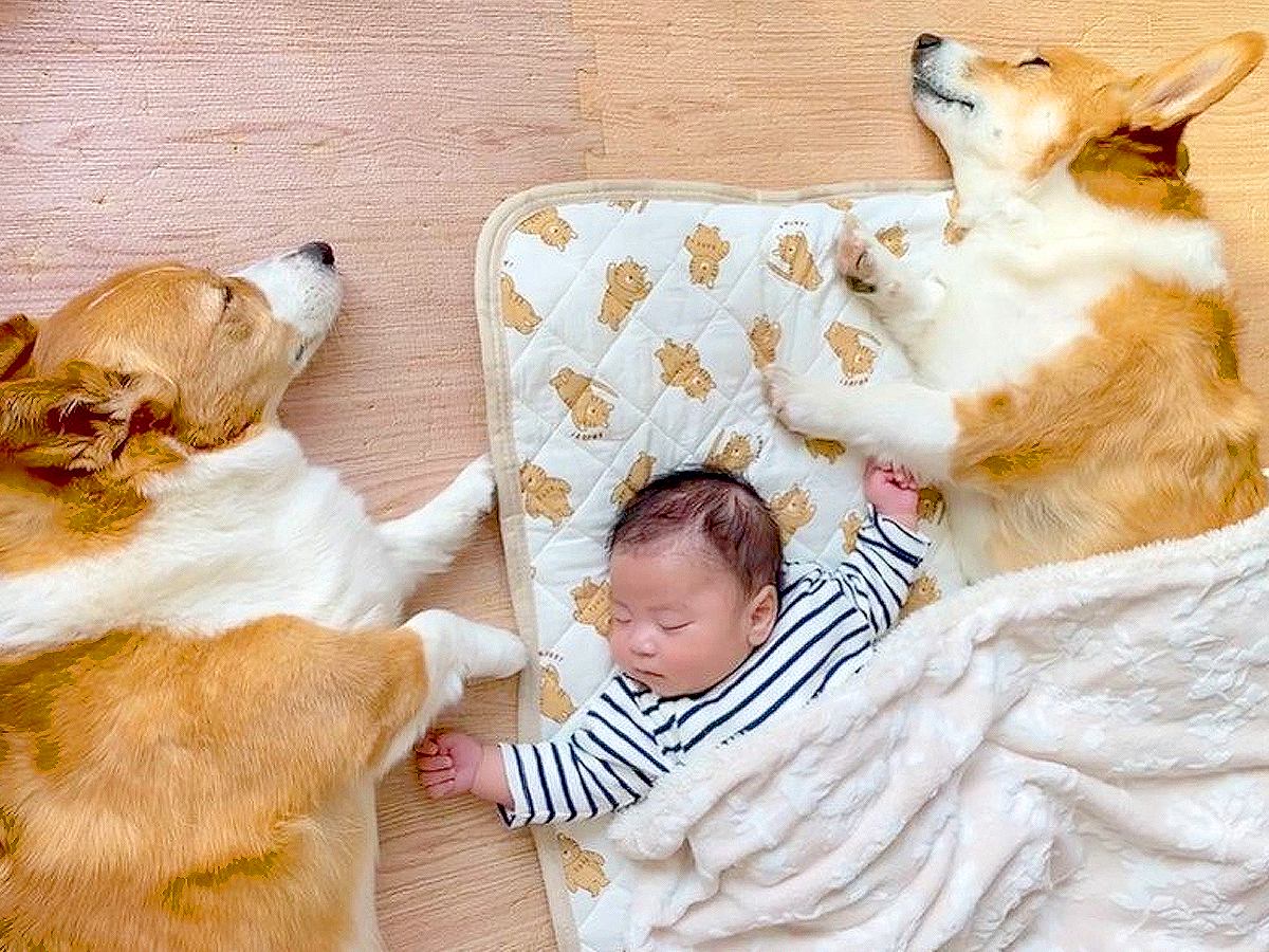 2匹の犬が『生まれたての赤ちゃん』と暮らしたら…尊すぎる光景に感動の声「両手にワンとは素晴らしい」「優しい世界」と58万再生