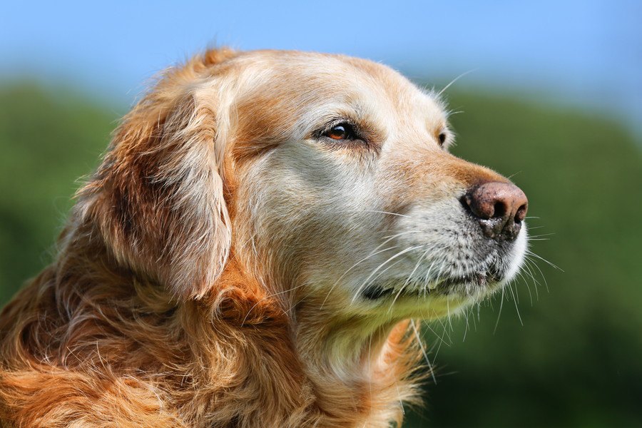 犬は何歳から『老犬』になるの？シニア犬がよく見せる行動３選