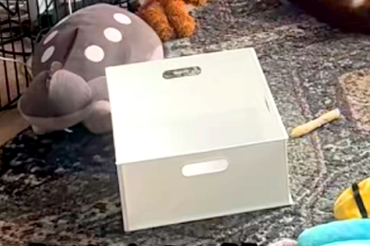 部屋を荒らしまくった犬→『反省してるかな』と見てみると…憎めない『まさかの光景』が24万再生「一仕事終えた感あって草」「子供と同じｗ」