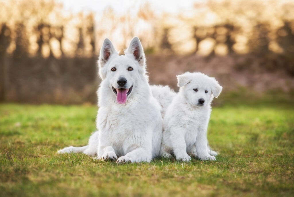ホワイトスイスシェパードの飼い方｜性格やしつけのコツ、寿命まで解説