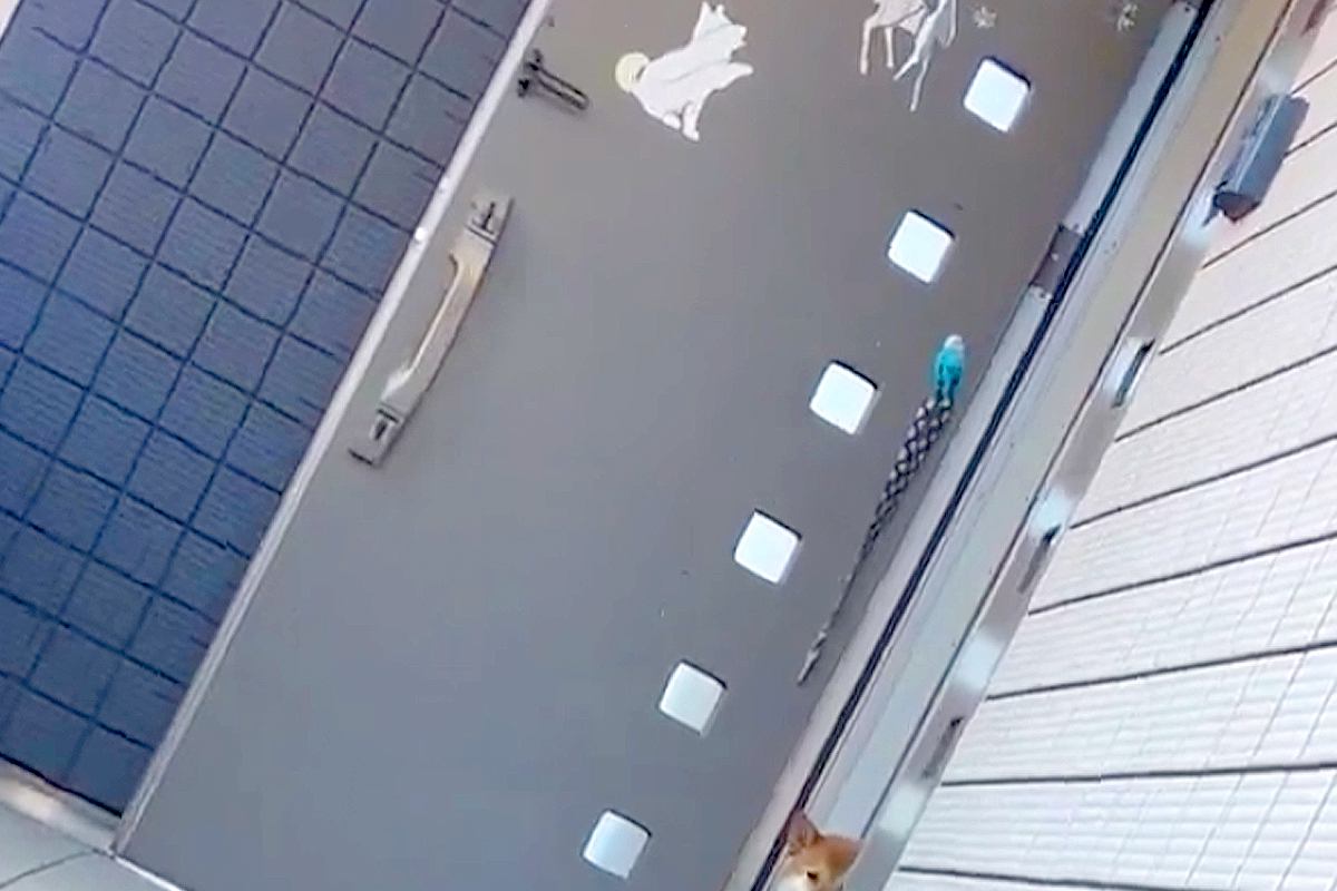 『ひとりで玄関を出ちゃダメ』と教わった犬→外のママを見つけ『出てしまう』と思いきや…必死に『約束を守る光景』に感動「一歩出すの可愛すぎ」
