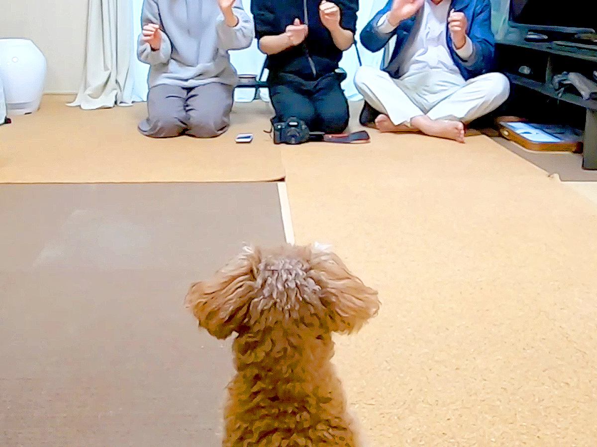 父・母・おじいちゃんが犬に『同時においでと言ったら』どうなるか検証…まさかの『切ない結末』が50万再生「スルーするの草」「爆笑したw」