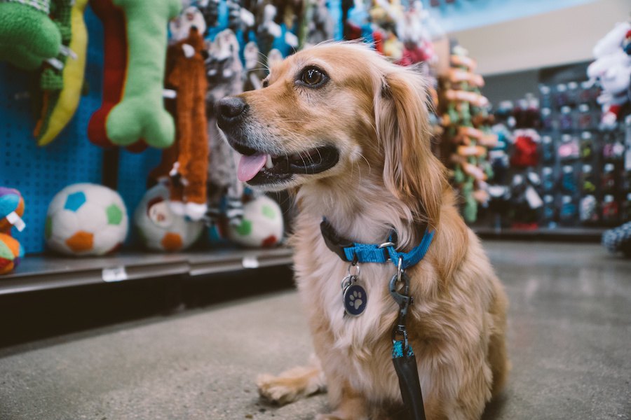 犬と一緒にドックランやお店、喫茶店などに行くときの注意点とは？