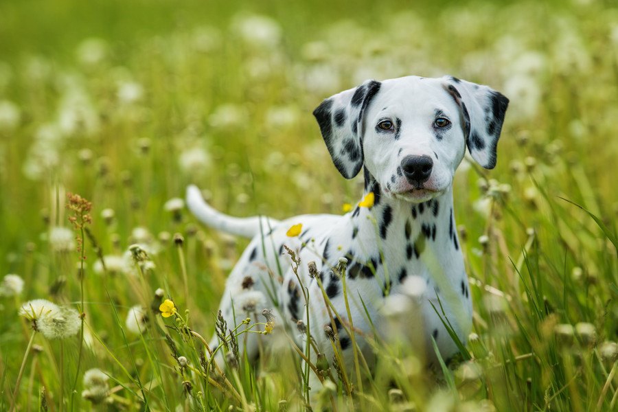 犬が『本当に焦っている時』に見せる仕草や行動４選