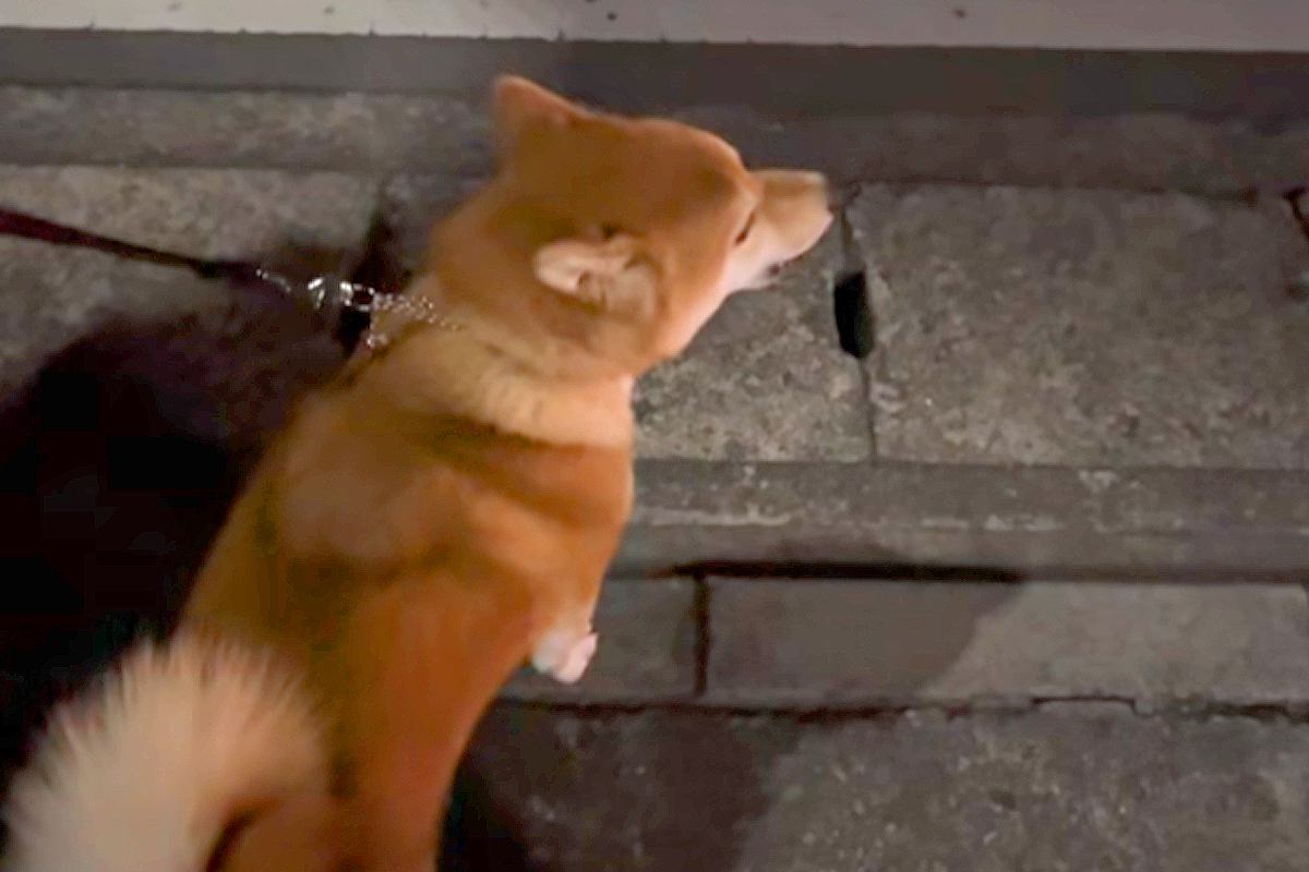 救急車が通ったら、犬が『生まれて3回目の遠吠え』をして…予想を上回る『可愛すぎる鳴き声』が86万再生「着信音にしたいｗ」「美声」と絶賛