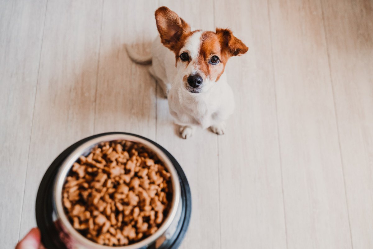 犬の食欲不振を助ける『ご飯のトッピング』４つ　おすすめの食材や注意すべき与え方まで