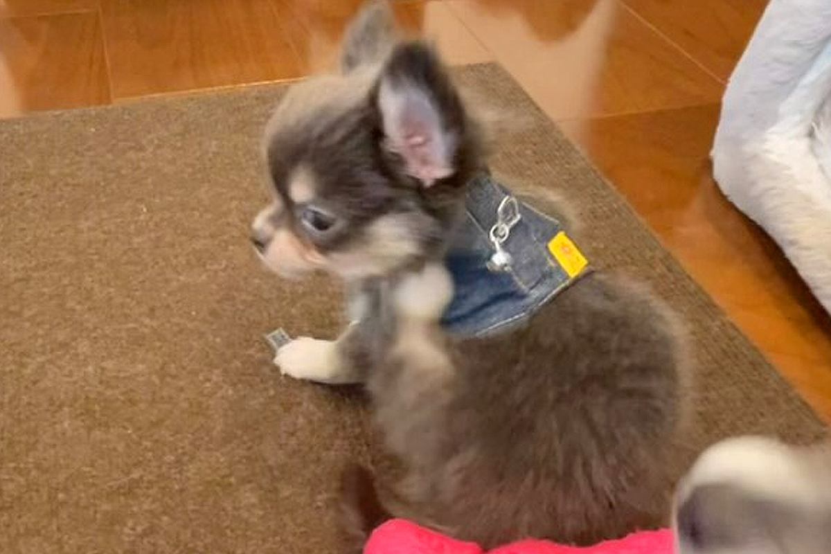 赤ちゃん犬が『初めてのハーネス』に挑戦した結果→『慣れないから転んでしまうかな』と思ったら…悶絶レベルな『まさかの展開』が511万再生