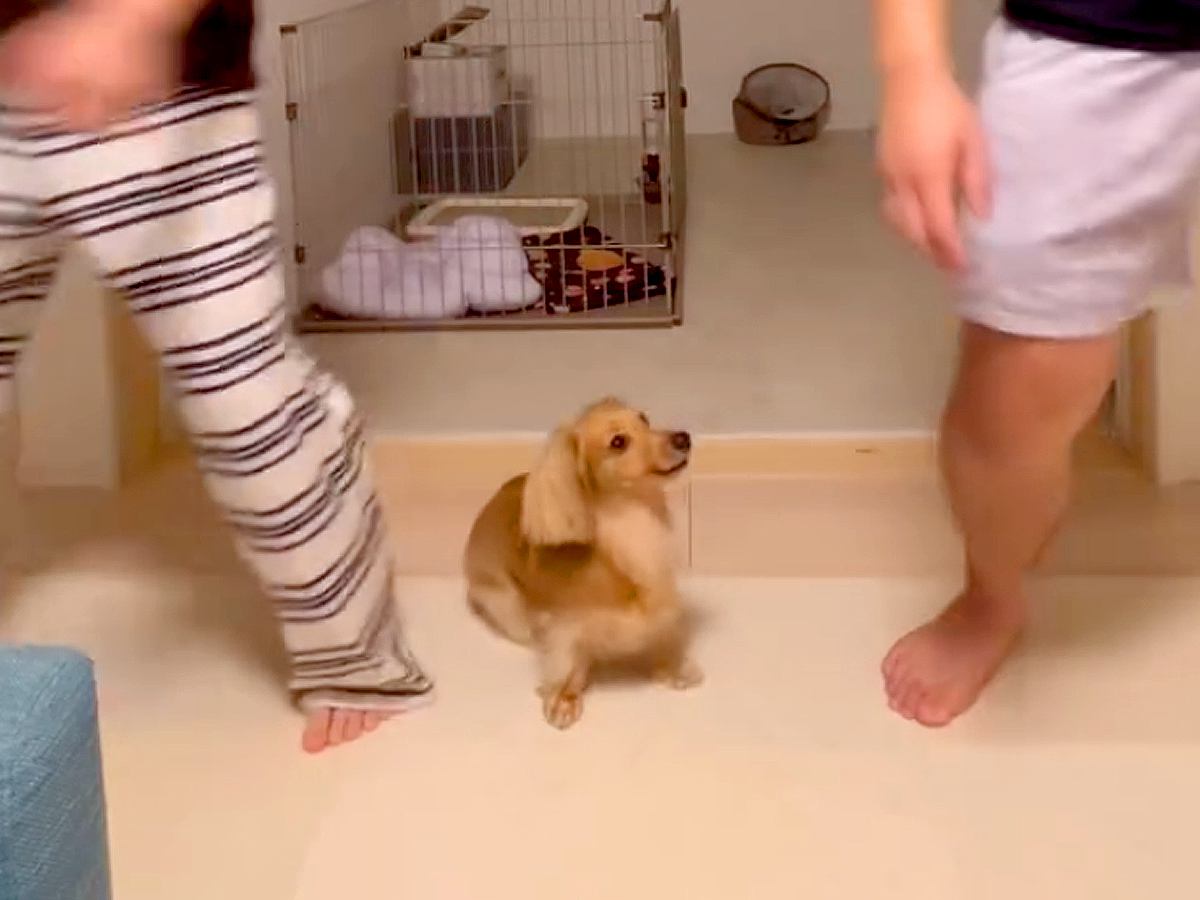 犬が『パパとママどちらを選ぶか』検証してみたら…予想もつかなかった『コントのような結末』が23万再生「初めて見たｗ」「声出して笑った」