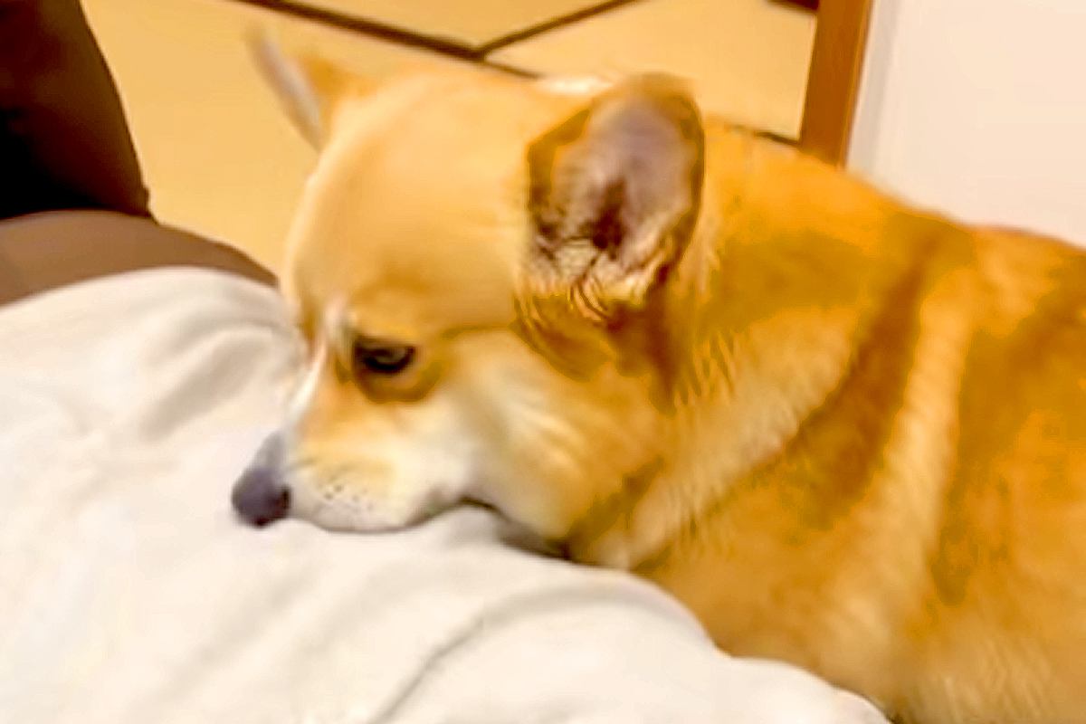 『焼肉を食べて帰宅した』結果→犬がニオイで気付いて、洋服を…思ってもみなかった『まさかの行動』に爆笑「エア焼肉バイキングｗ」「真剣で草」