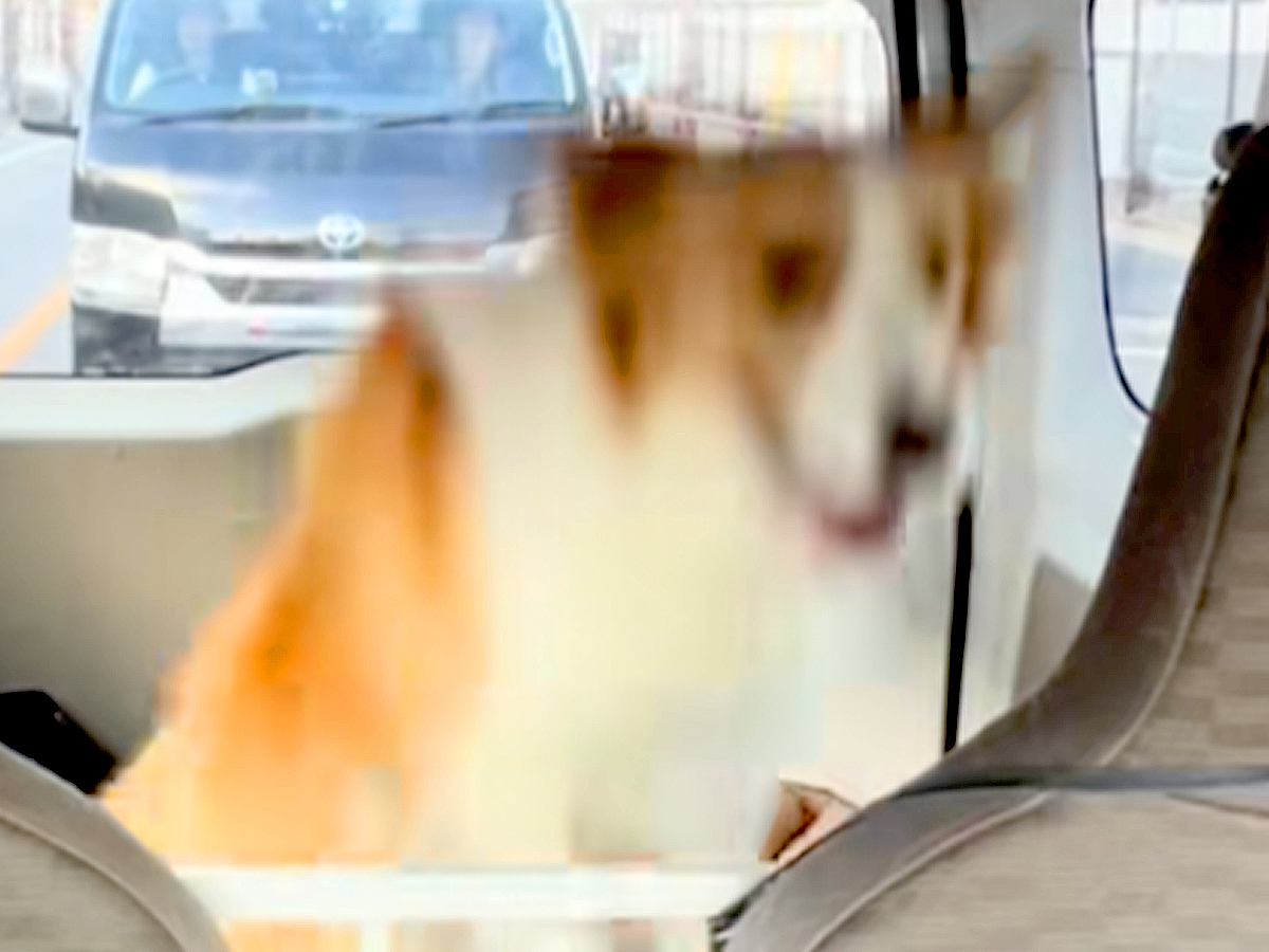 犬と一緒に車に乗っていたら、後部座席で…絶対に二度見してしまう『衝撃的な行動』が184万再生「完璧に対策しててワロタ」「慣性の法則ｗ」
