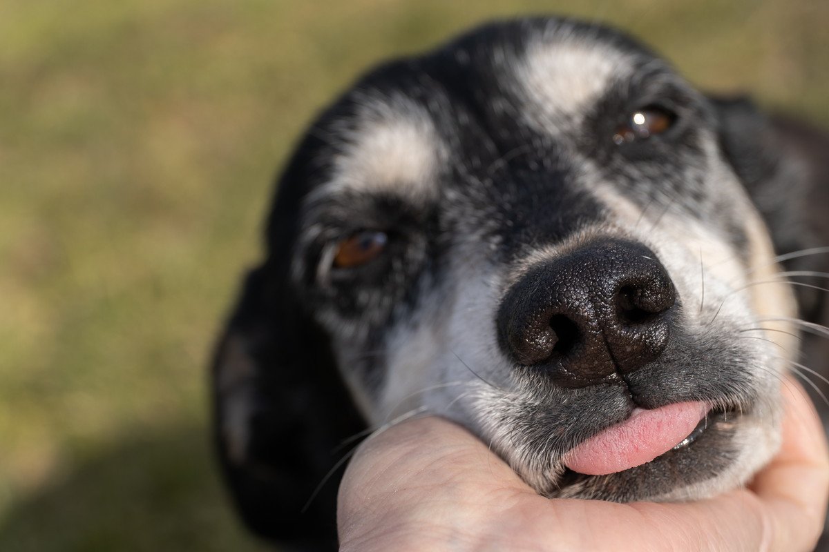 『老犬が飼い主に甘える』理由4つ　シニア期に入ったワンコが甘えん坊になるのはなぜ？
