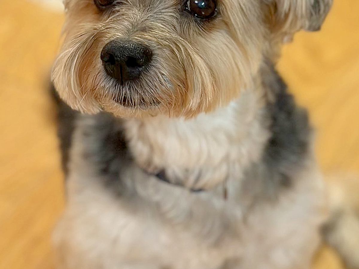 『かわいい〜！まだ赤ちゃんですか？』と言われた犬→実は12歳を超えている『若々しい姿』に1万いいね「確かに赤ちゃん」「なんてお若いの」