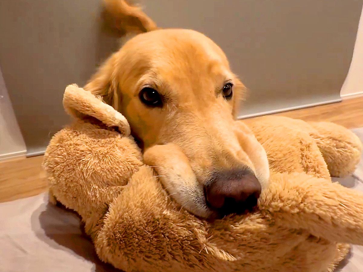 朝起きて電気を付けたら、大型犬が…ずるいほど可愛い『まさかの姿』が354万表示「待ってたんだね」「お口がむにゅってなってるｗ」と大絶賛