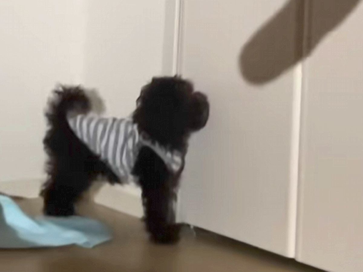 「可愛すぎて変な声出たｗ」手の影を壁に映したら、赤ちゃん犬が反応して…純粋無垢すぎる『尊い行動』が128万再生「愛おしすぎるだろ…」